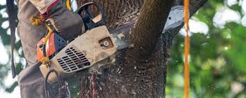 Best Emergency Tree Removal  in Wamac, IL