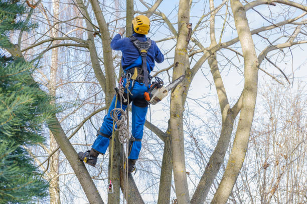 Best Tree Health Inspection  in Wamac, IL