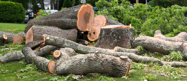 How Our Tree Care Process Works  in  Wamac, IL