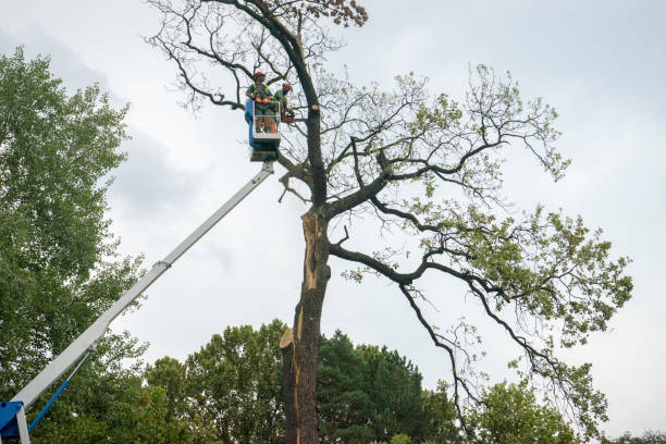 Best Leaf Removal  in Wamac, IL