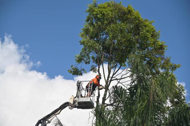 Best Tree Risk Assessment  in Wamac, IL