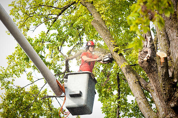 Trusted Wamac, IL Tree Services Experts