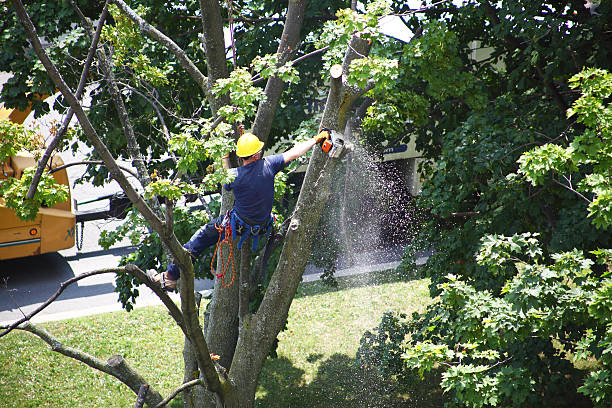 Best Tree Removal  in Wamac, IL