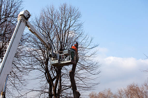 Best Tree Cabling and Bracing  in Wamac, IL